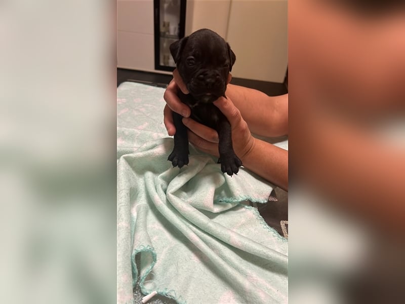 Französische Bulldogge Boxer Welpen