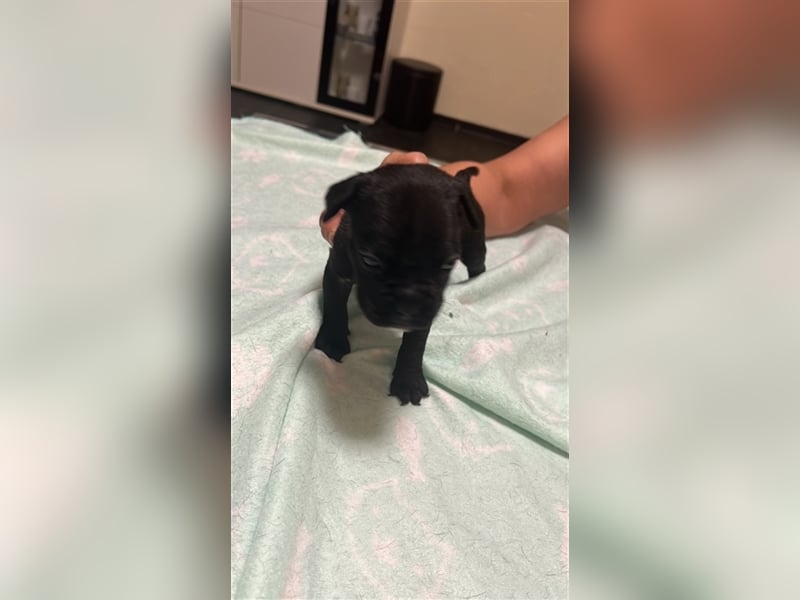 Französische Bulldogge Boxer Welpen