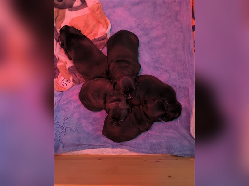 Französische Bulldoggen mix welpen