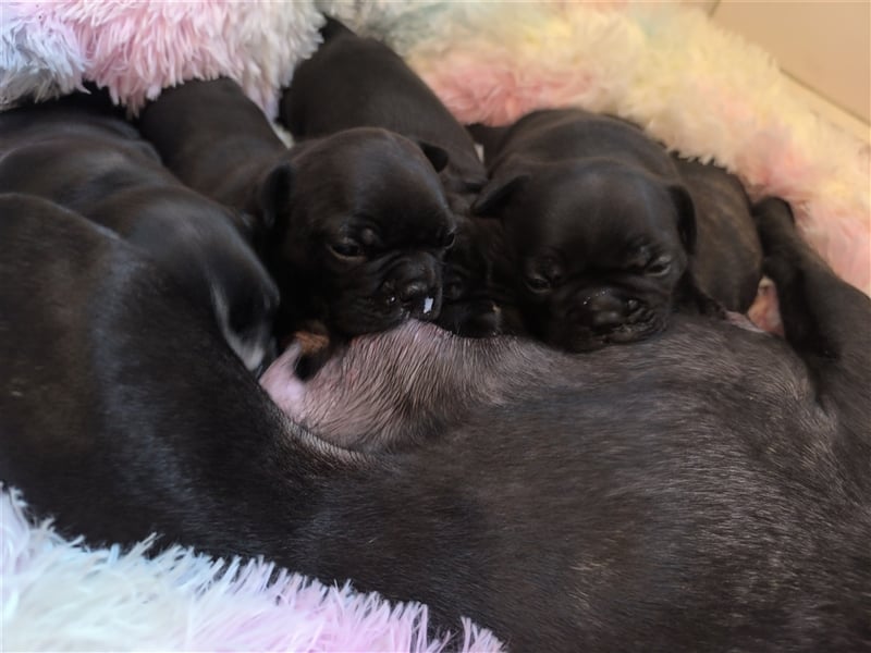 Französische Bulldoggen mix welpen