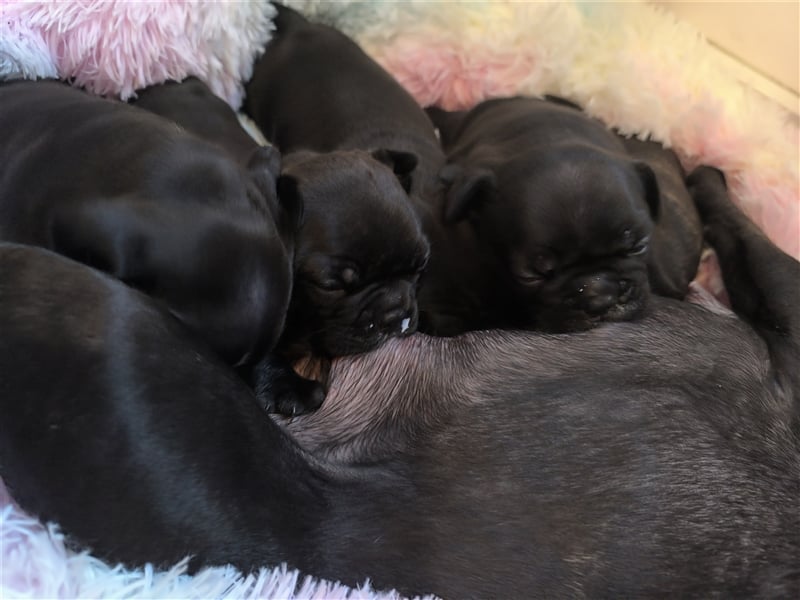 Französische Bulldoggen mix welpen