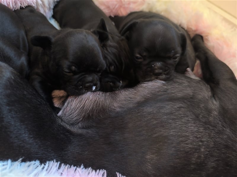 Französische Bulldoggen mix welpen