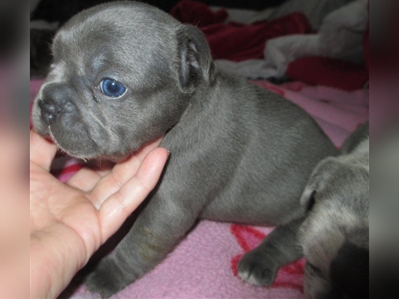 Zuckersüße Französische Bulldoggen in Sonderfarbe