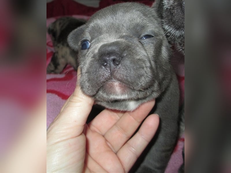 Zuckersüße Französische Bulldoggen in Sonderfarbe