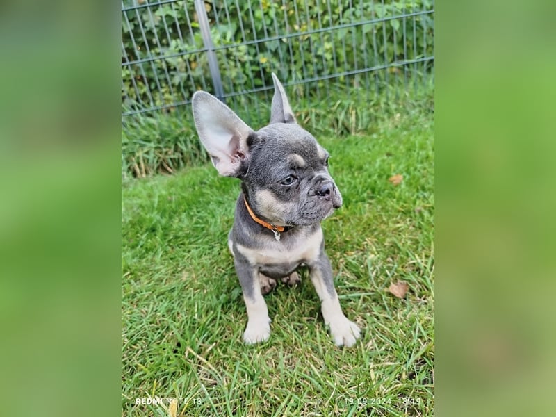 Einzigartige Bullies - Französische Bulldogge Welpen