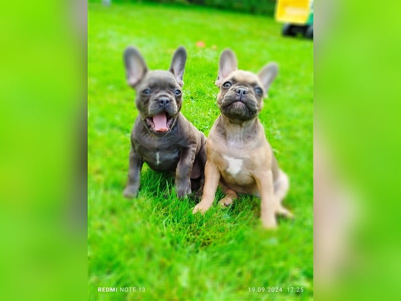 Einzigartige Bullies - Französische Bulldogge Welpen