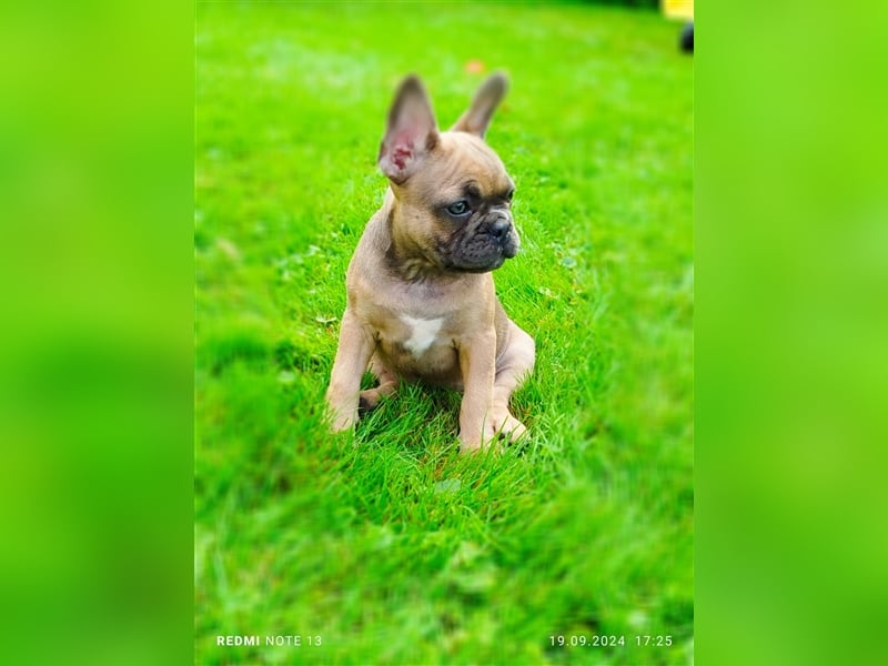 Einzigartige Bullies - Französische Bulldogge Welpen