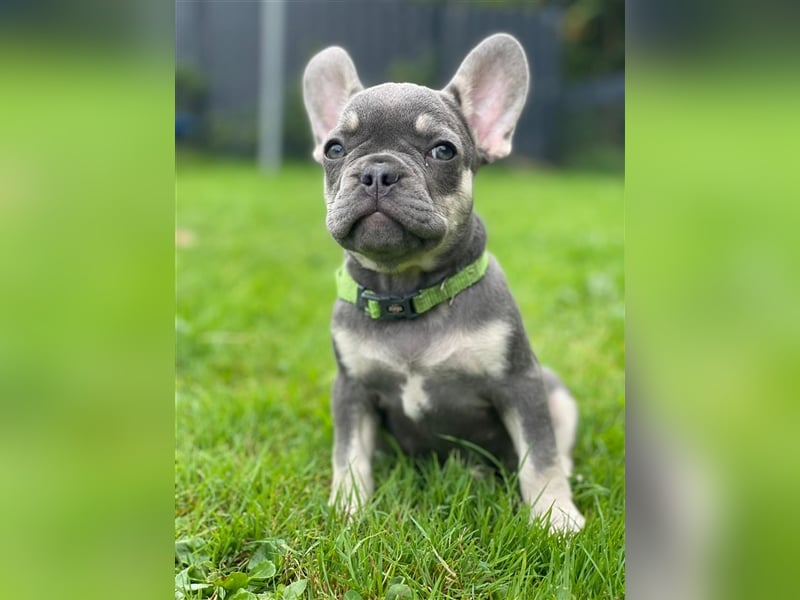 Einzigartige Bullies - Französische Bulldogge Welpen