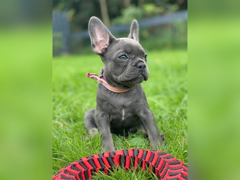 Einzigartige Bullies - Französische Bulldogge Welpen