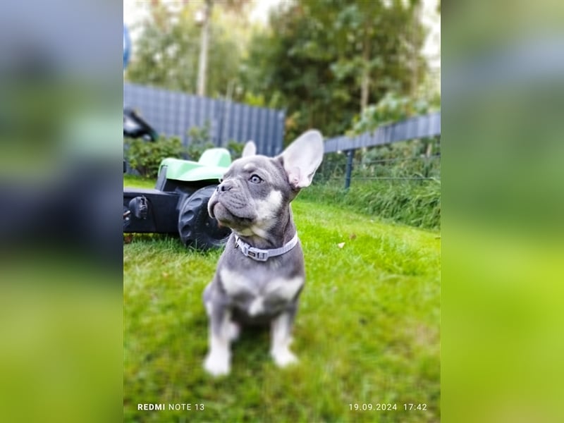 Einzigartige Bullies - Französische Bulldogge Welpen