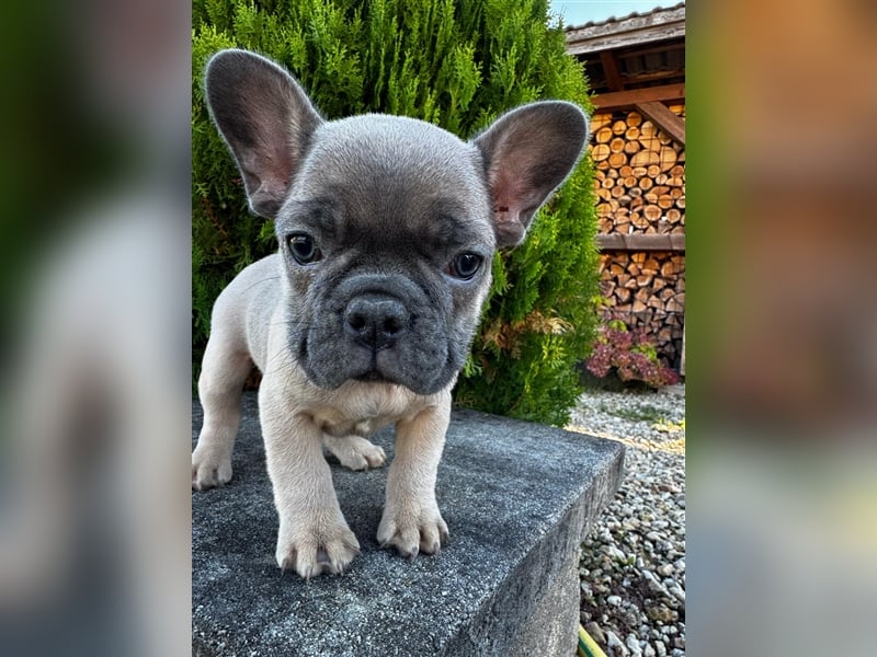 2 wunderschöne Welpen -Blue(grau) und fawn -Mädels