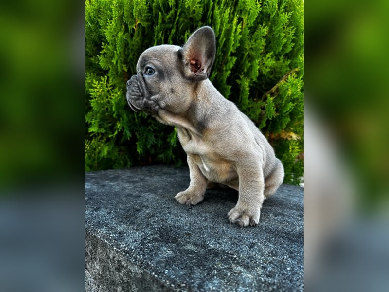 2 wunderschöne Welpen -Blue(grau) und fawn -Mädels