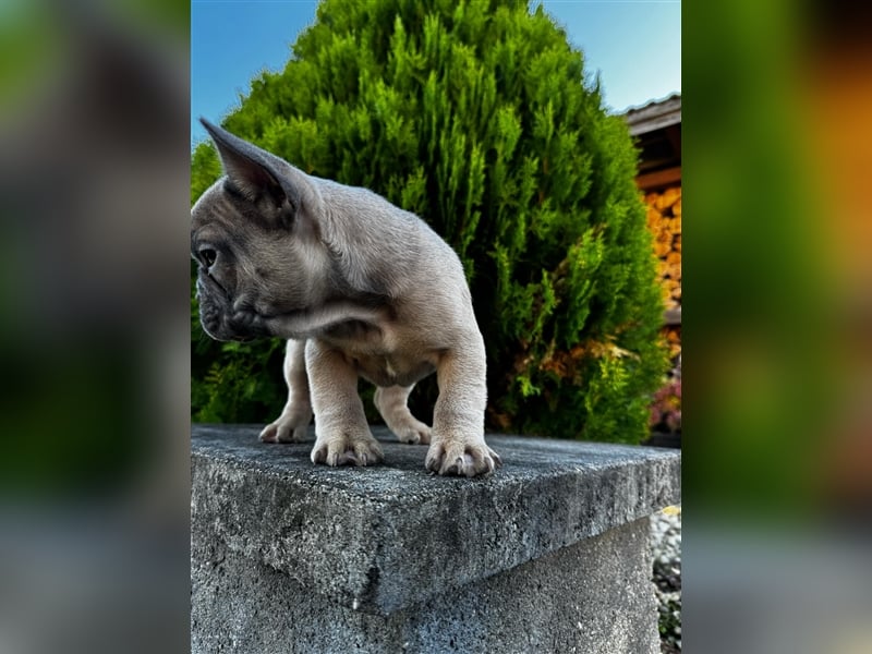 2 wunderschöne Welpen -Blue(grau) und fawn -Mädels