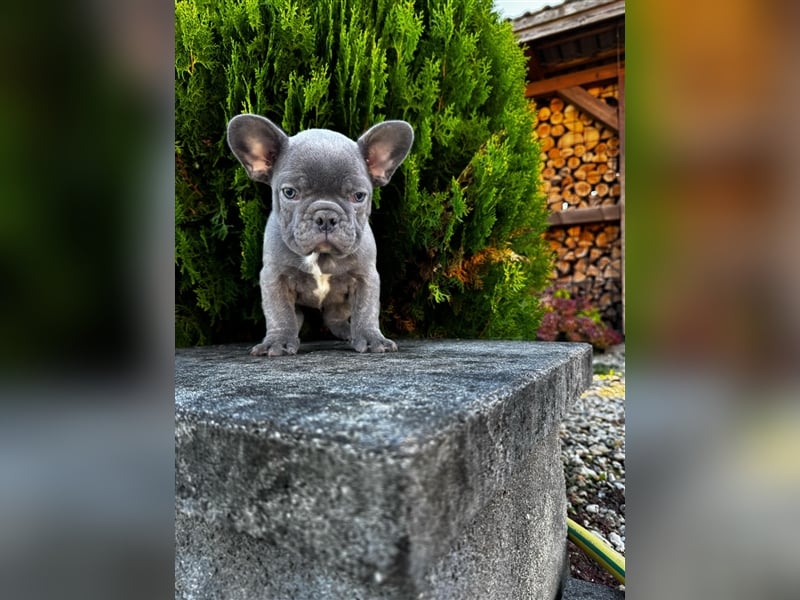 2 wunderschöne Welpen -Blue(grau) und fawn -Mädels