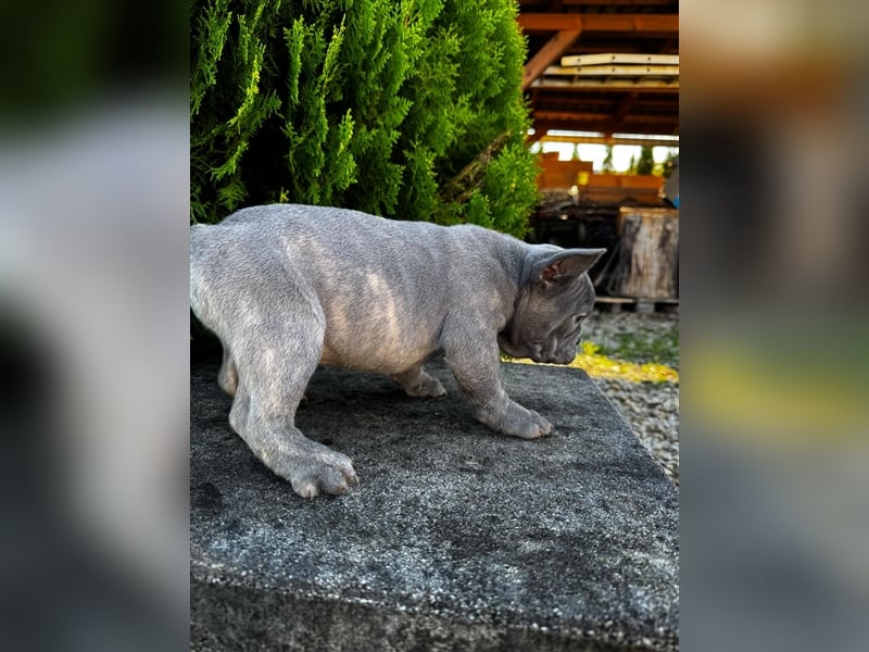 2 wunderschöne Welpen -Blue(grau) und fawn -Mädels