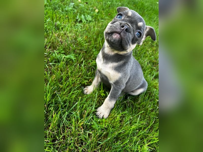 Wunderschöner Bullie - Super Nase