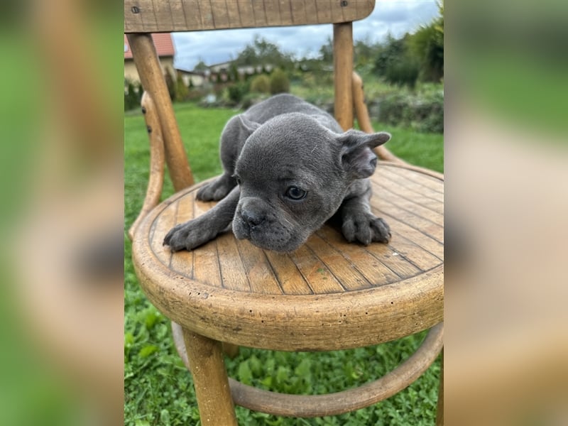 Französische Bulldogge