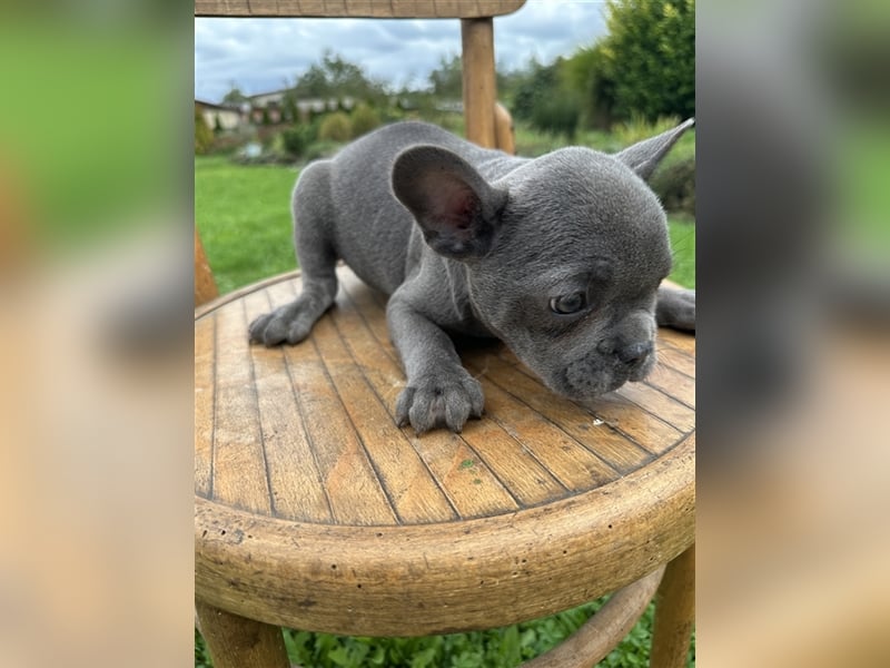 Französische Bulldogge