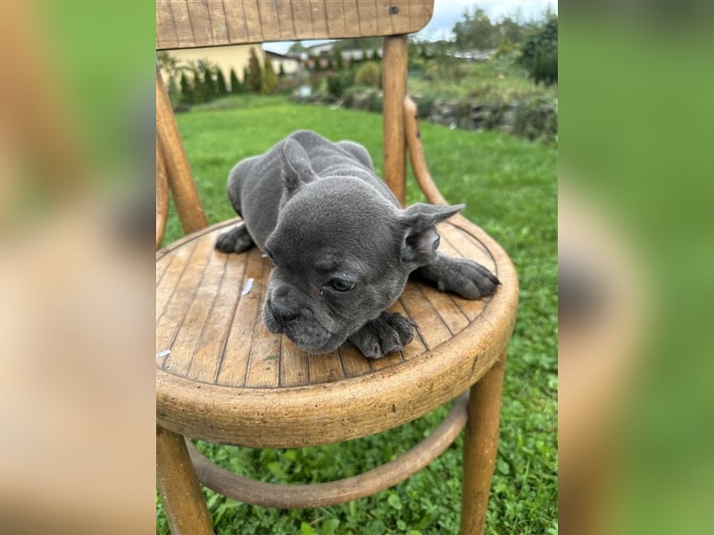 Französische Bulldogge