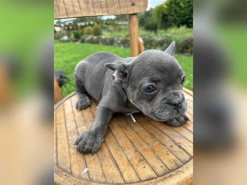 Französische Bulldogge