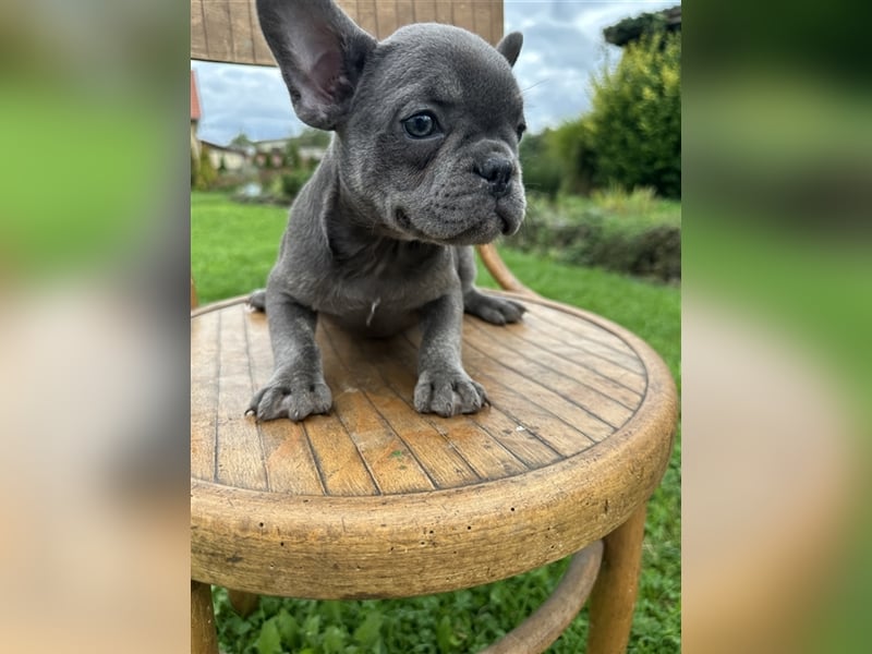 Französische Bulldogge