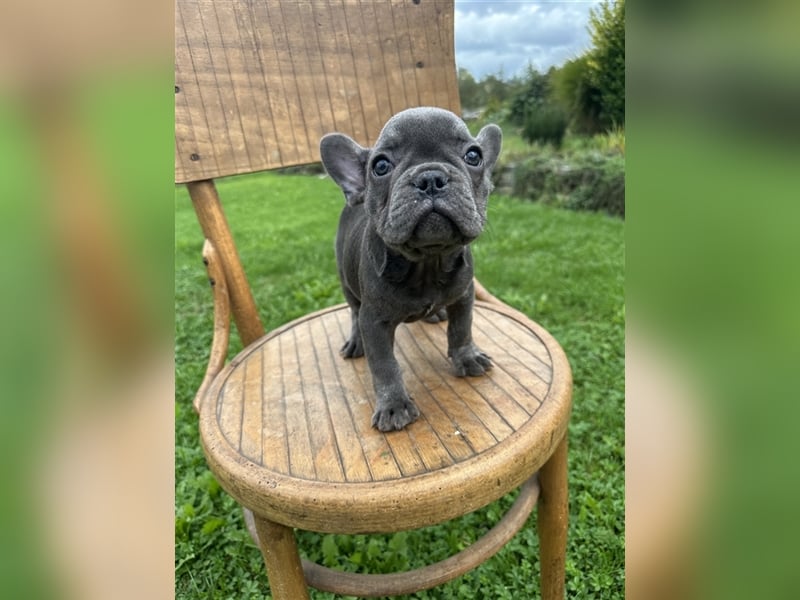 Französische Bulldogge