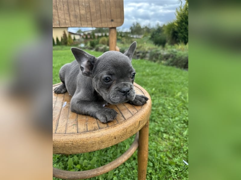 Französische Bulldogge