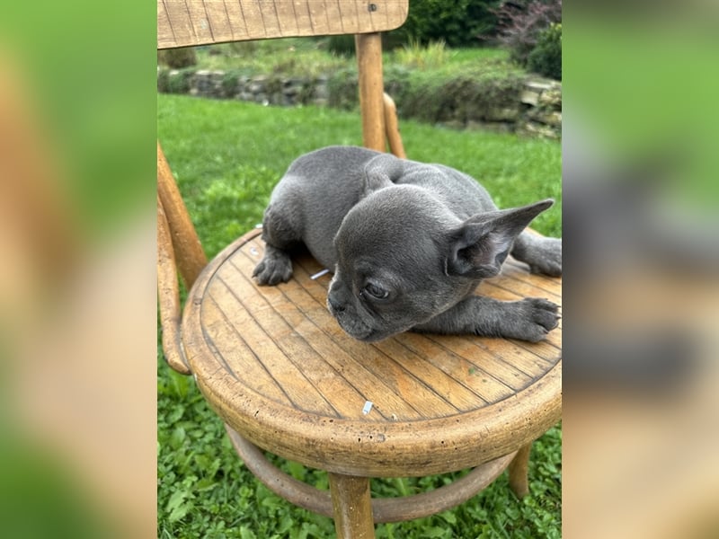 Französische Bulldogge