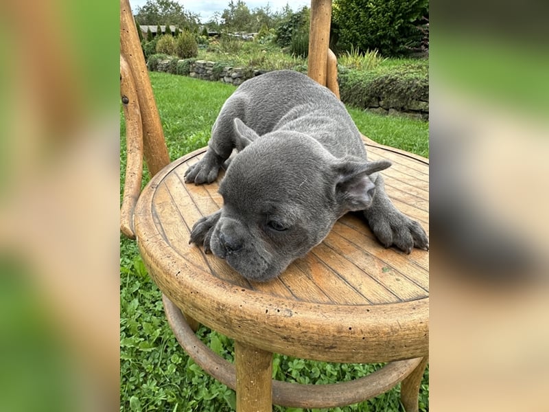 Französische Bulldogge