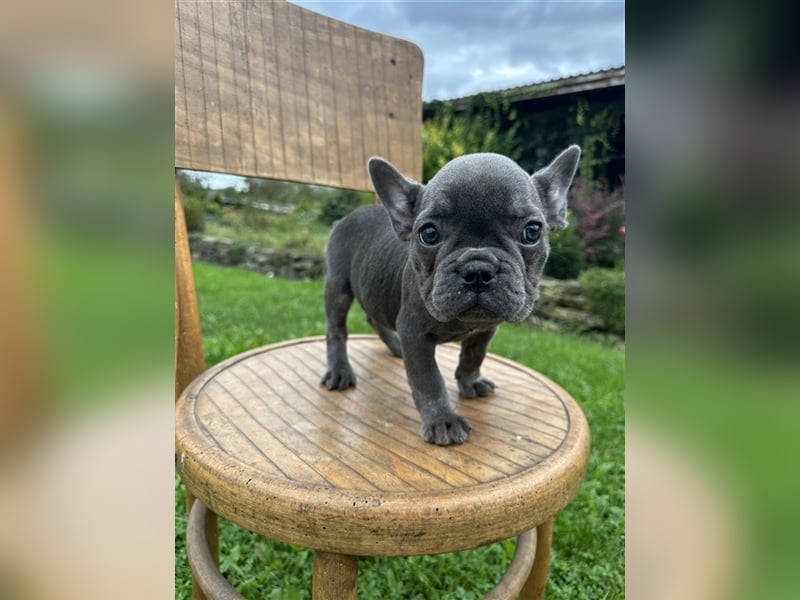 Französische Bulldogge