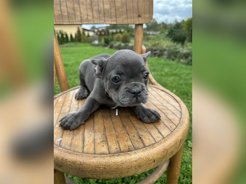 Französische Bulldogge