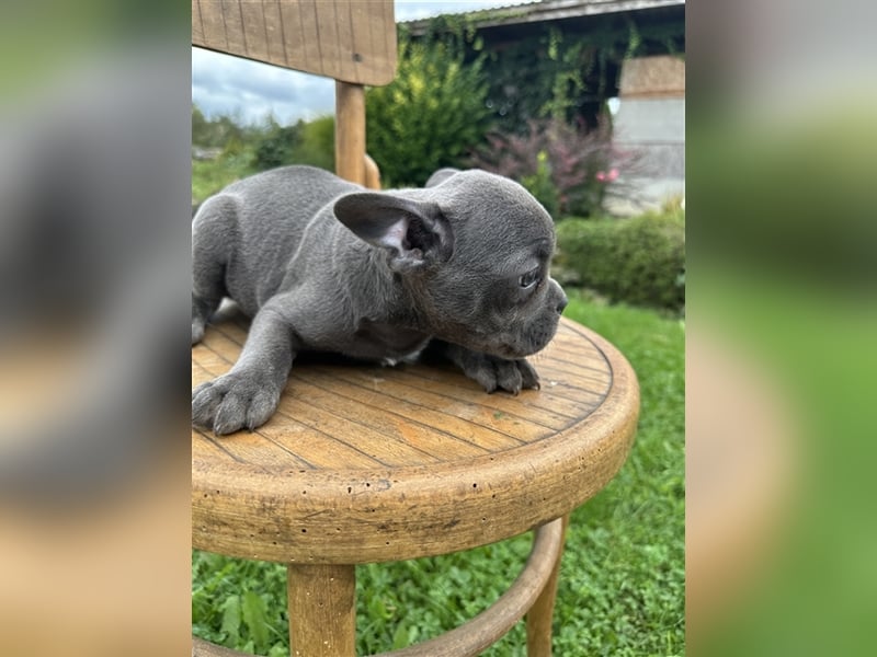 Französische Bulldogge