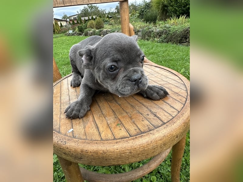 Französische Bulldogge