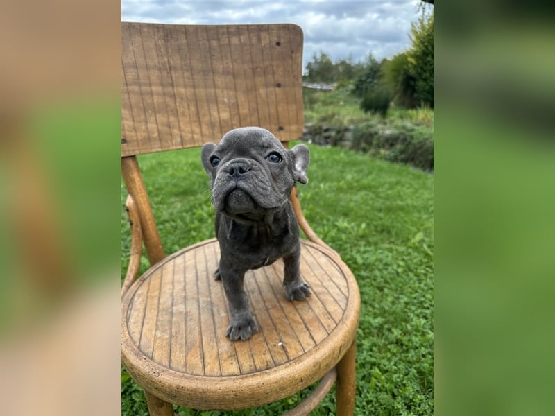 Französische Bulldogge