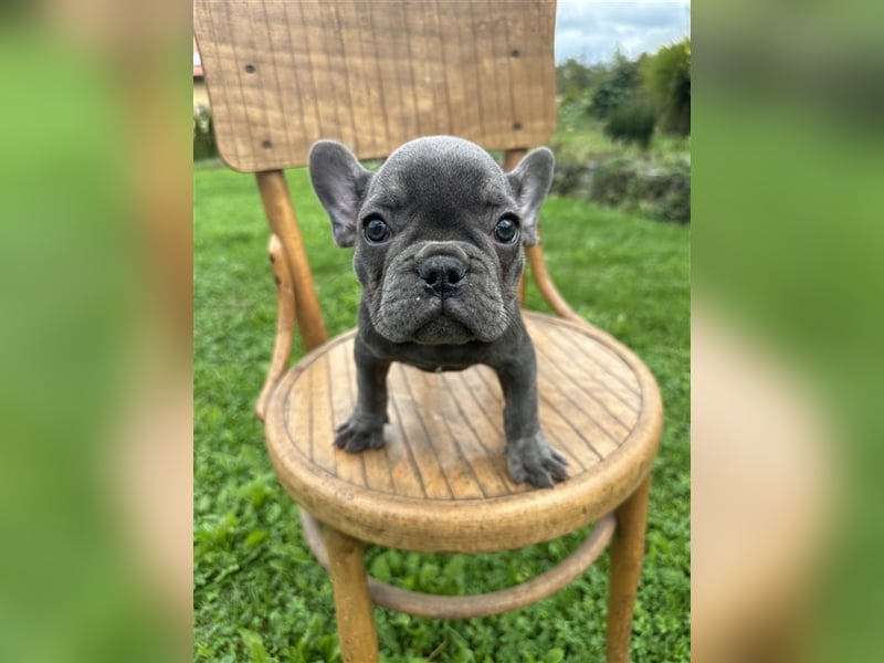 Französische Bulldogge