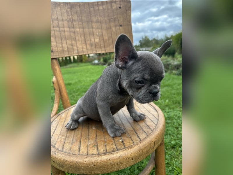 Französische Bulldogge