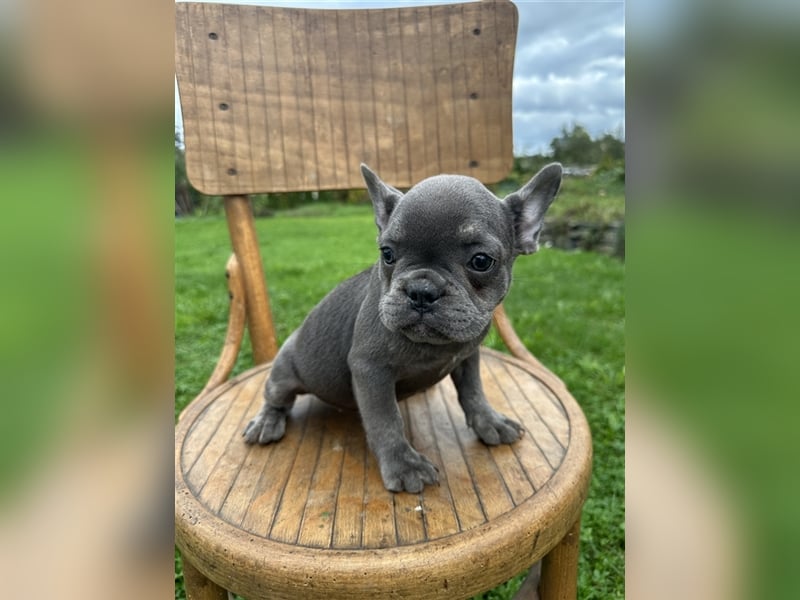 Französische Bulldogge