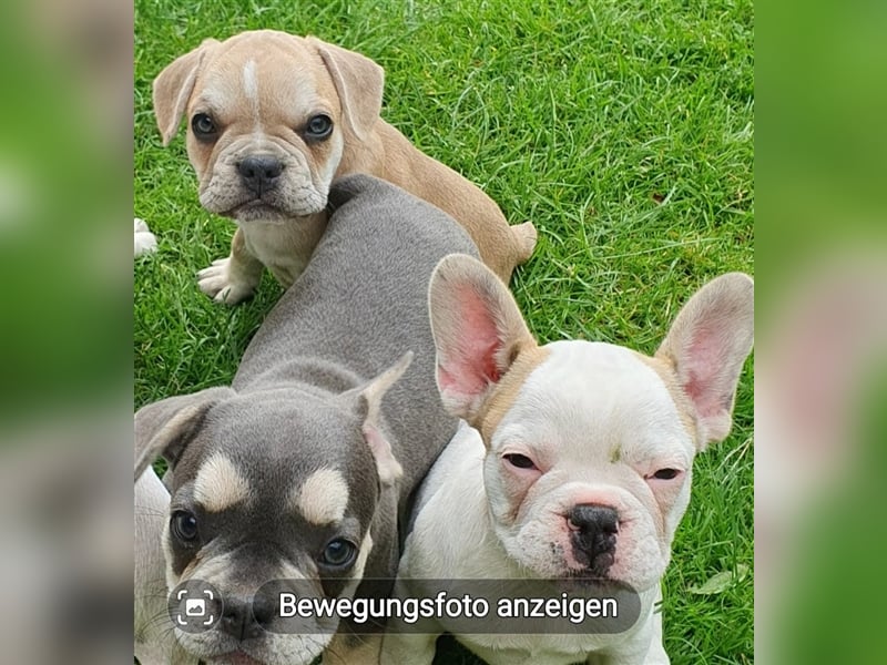 Mit Herz und Schnauze