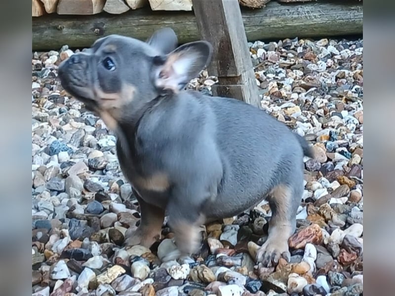 Französische bulldoggen welpen ab August abzugeben