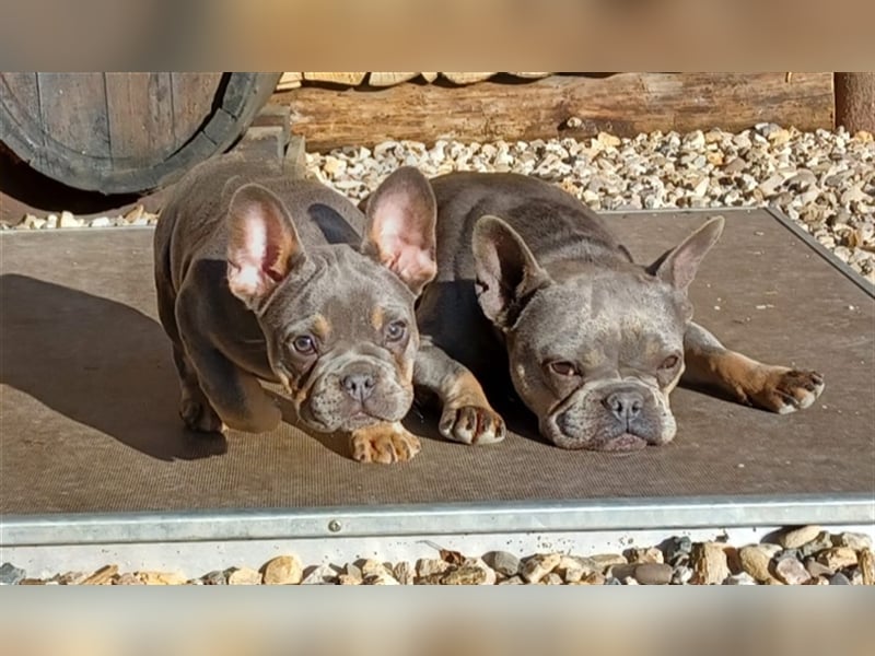 Französische bulldoggen welpen ab August abzugeben