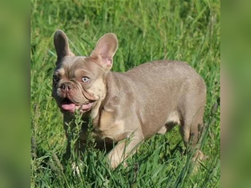 Französische bulldoggen welpen ab August abzugeben