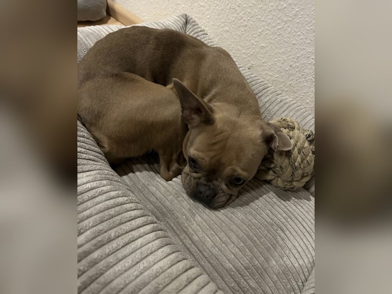 3 Jährige Hope sucht neues Zuhause