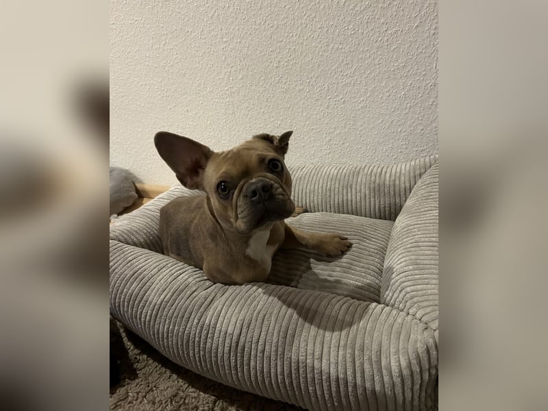 3 Jährige Hope sucht neues Zuhause