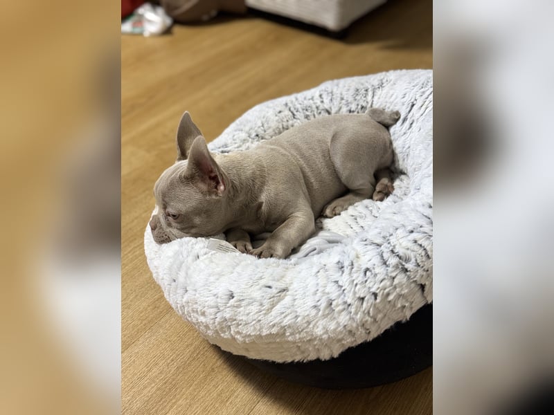 Französische Bulldogge Welpe Farbe Isabell