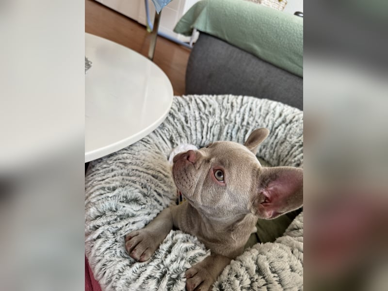 Französische Bulldogge Welpe Farbe Isabell