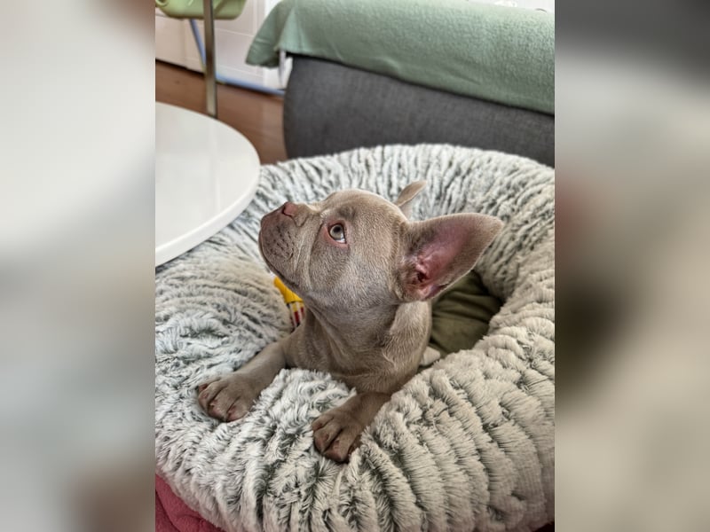 Französische Bulldogge Welpe Farbe Isabell