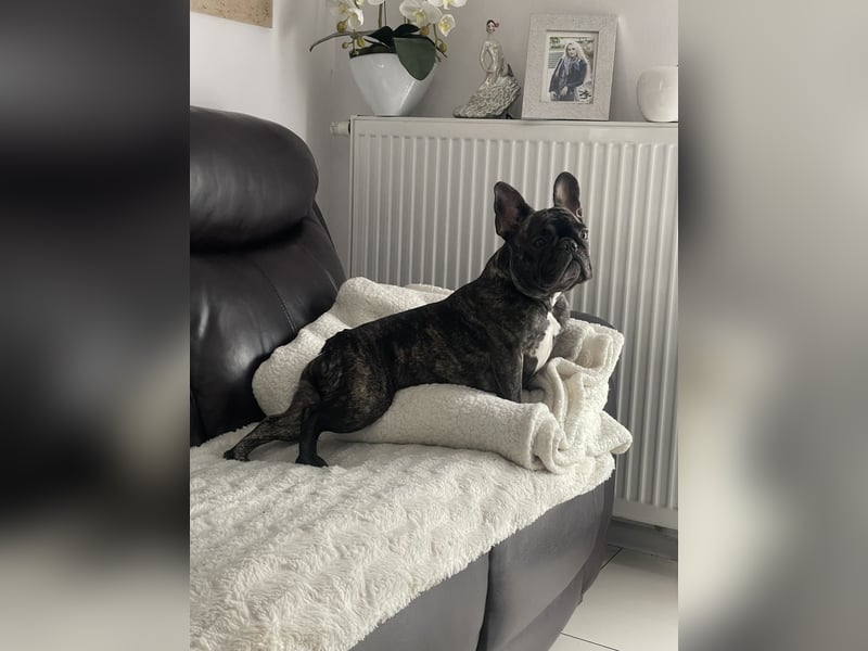 Französische Bulldogge in gute Hände