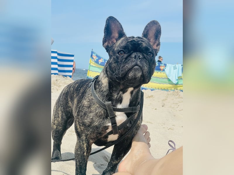 Französische Bulldogge in gute Hände