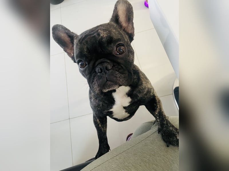 Französische Bulldogge in gute Hände