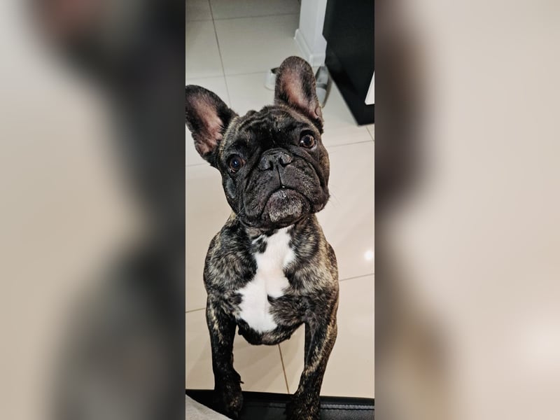 Französische Bulldogge in gute Hände